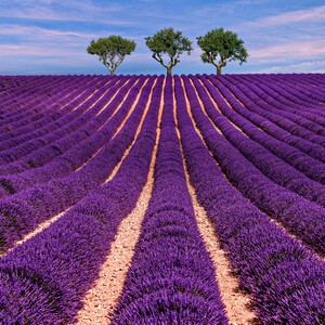 Champs de lavande avec trois chênes lièges au bout de la colline